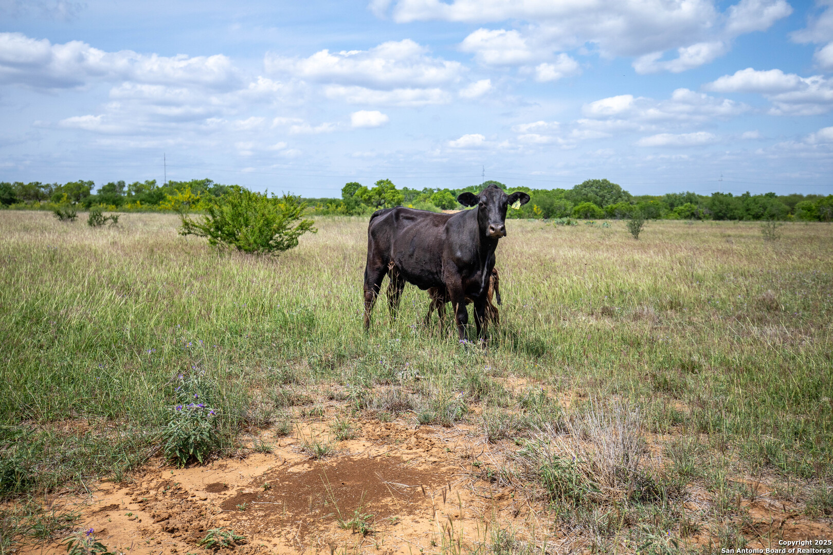 500 PR Goose Creek Ln, Jourdanton, TX 78026