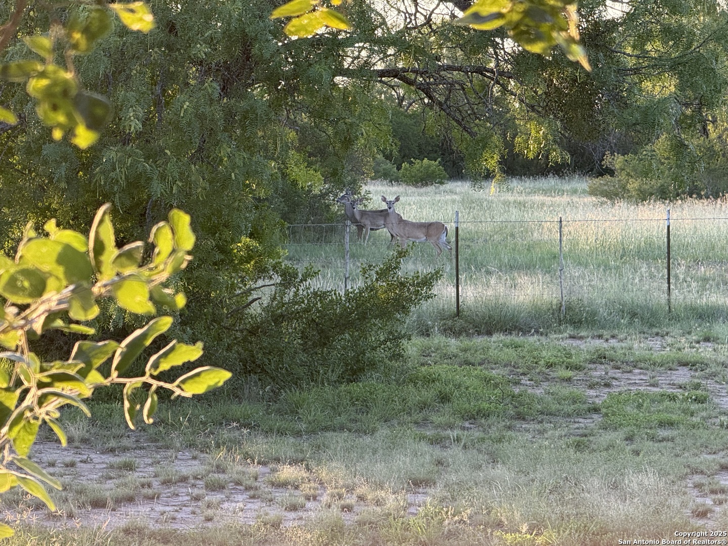 Deer out back door