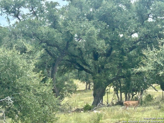 Huge oaks all over the property
