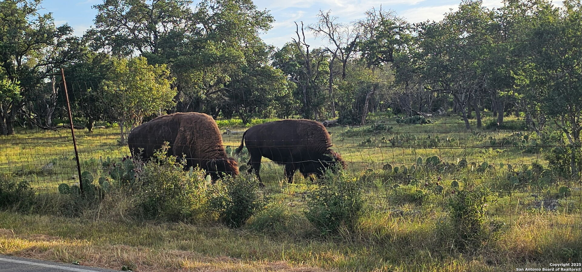 animals in the neighborhood