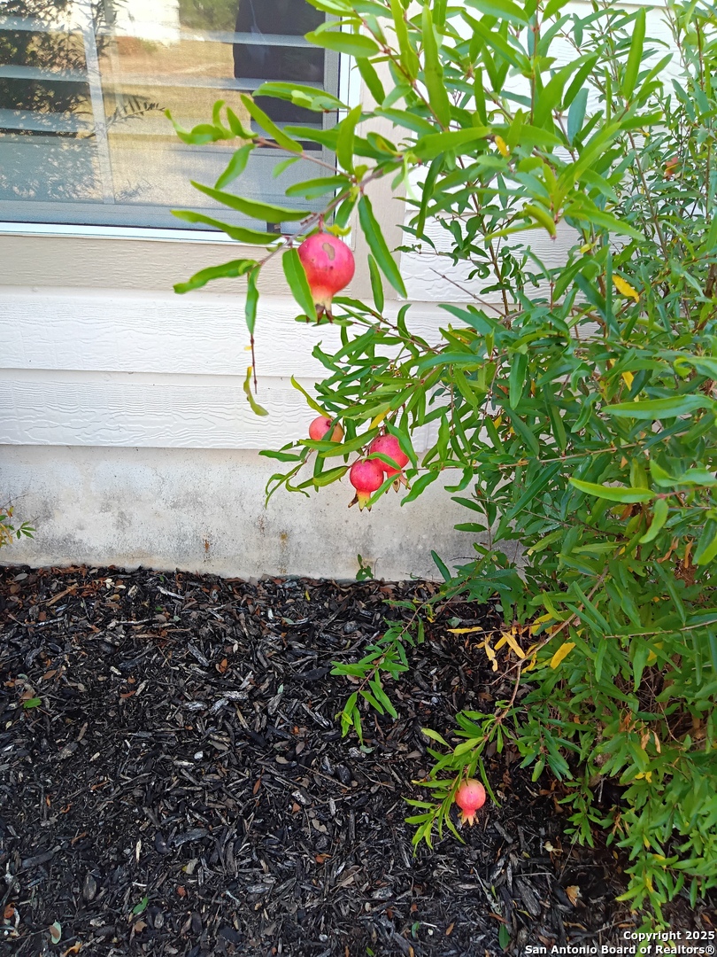 Established Pomegranate trees bearing fruit!!