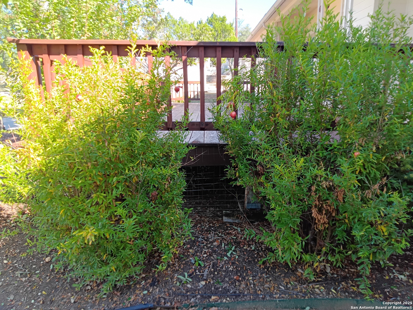 4 established pomegranate trees