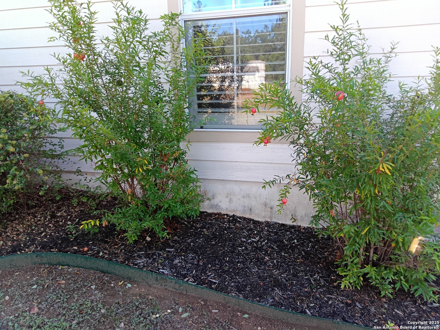 4 established pomegranate trees