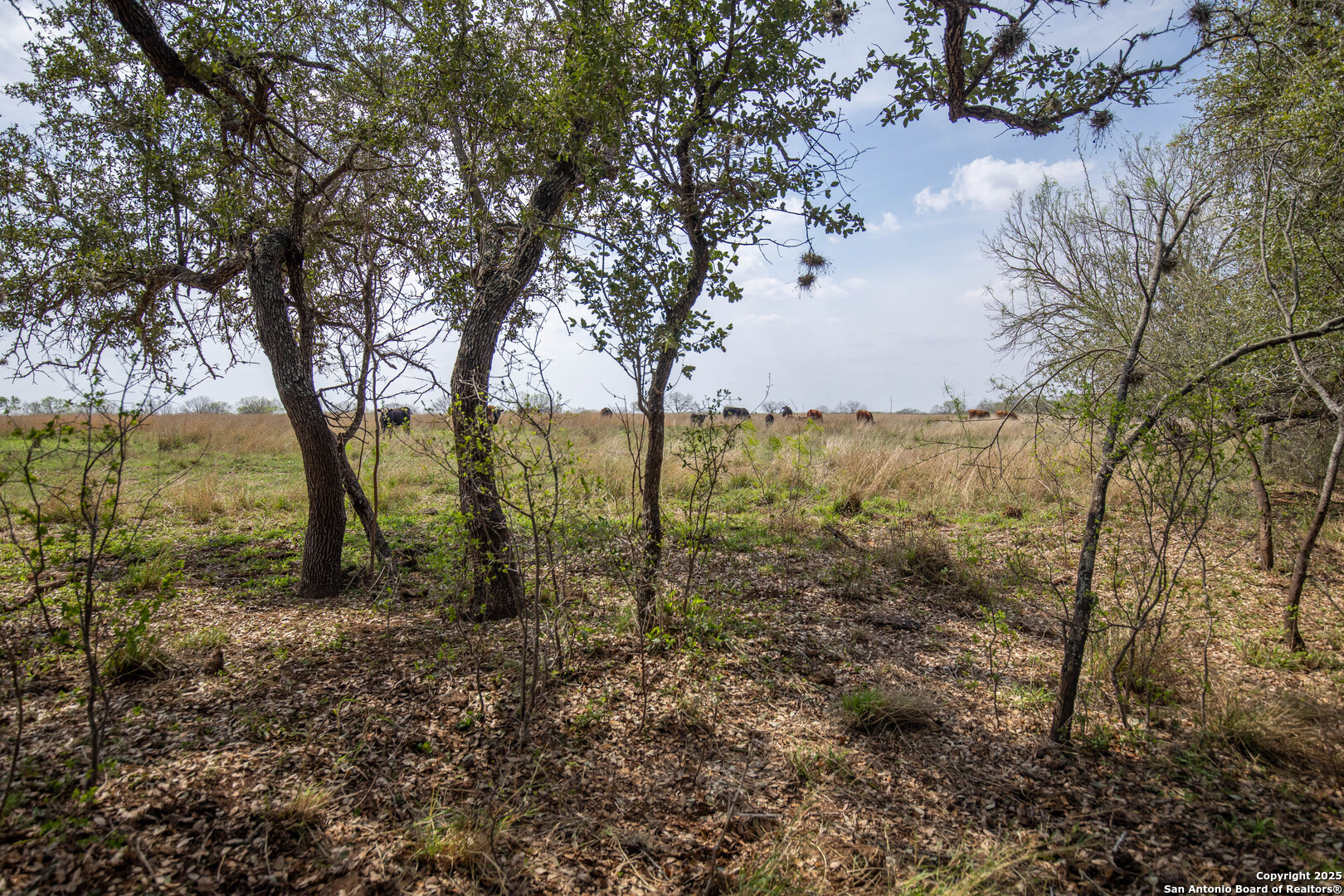 500 PR Goose Creek Ln, Jourdanton, TX 78026