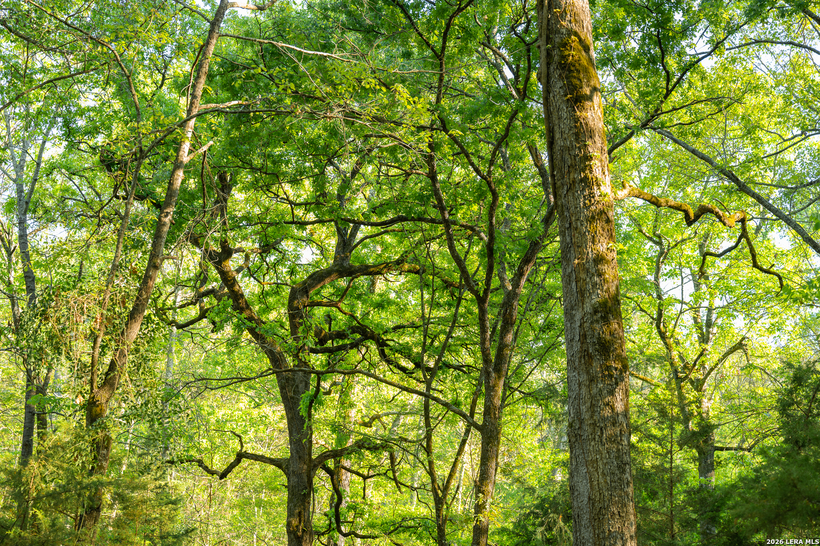 14926 county road 438