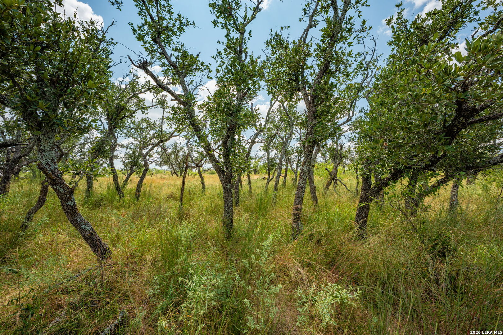 1445 Cave Wells Rd. Listing Cover Image