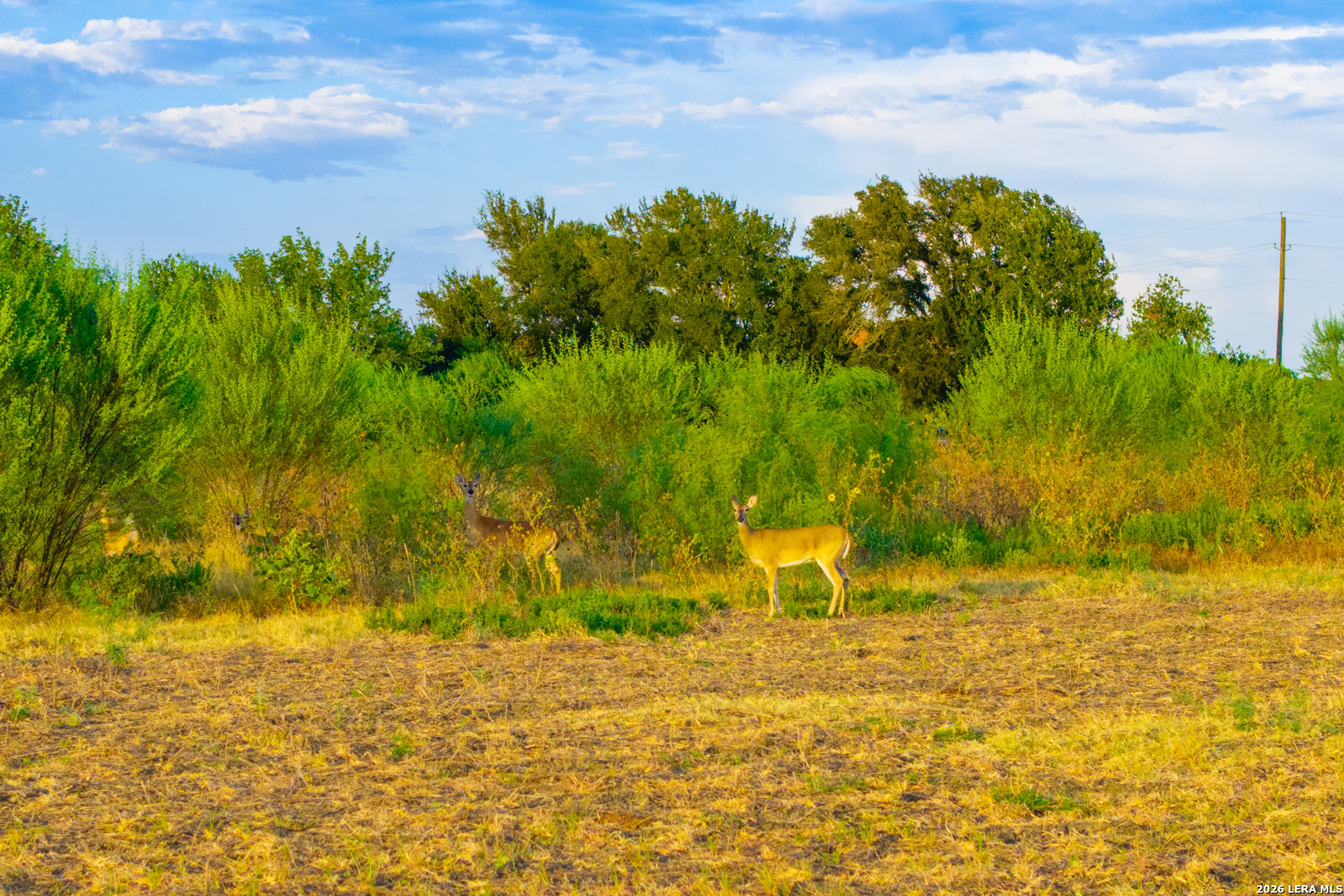 Photo 2 of Land for sale at Tract 2 75 Acre Fm 1063, Taylor, TX 76574 | MLS# 2020665 | Listing updated on 2026-10-12
