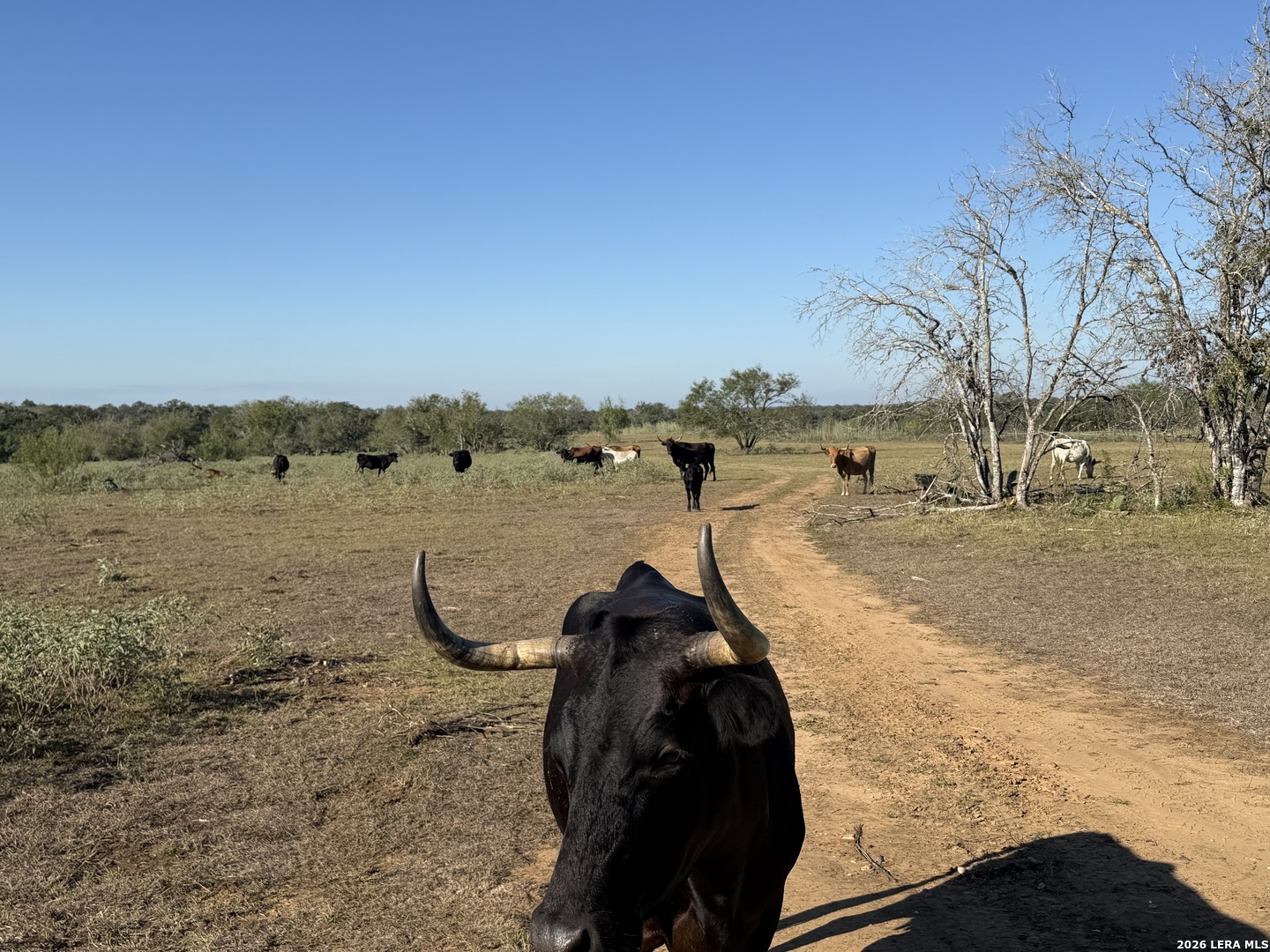 Property photo for 3841 County Road 427, Stockdale, TX