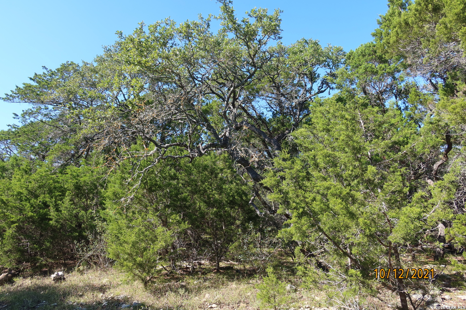 TBD 50 ACRES Rodeo Rd, Bandera, TX 78003