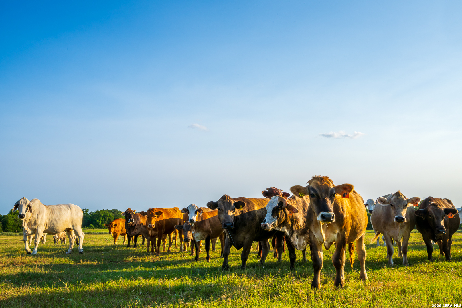 1071 private road 1090, Hallettsville, TX 77964