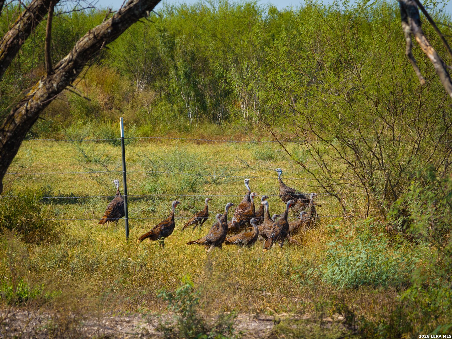 Property photo for 000 CR 341, Beeville, TX