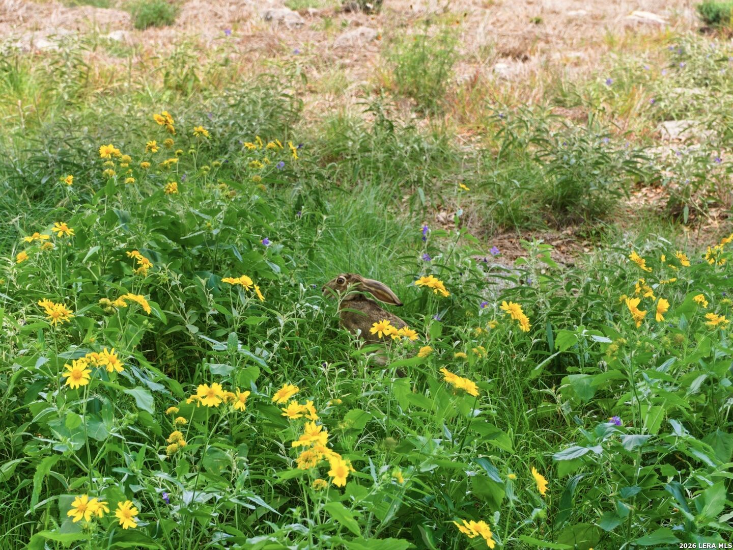 820 Fm 3351, Boerne, TX 78006