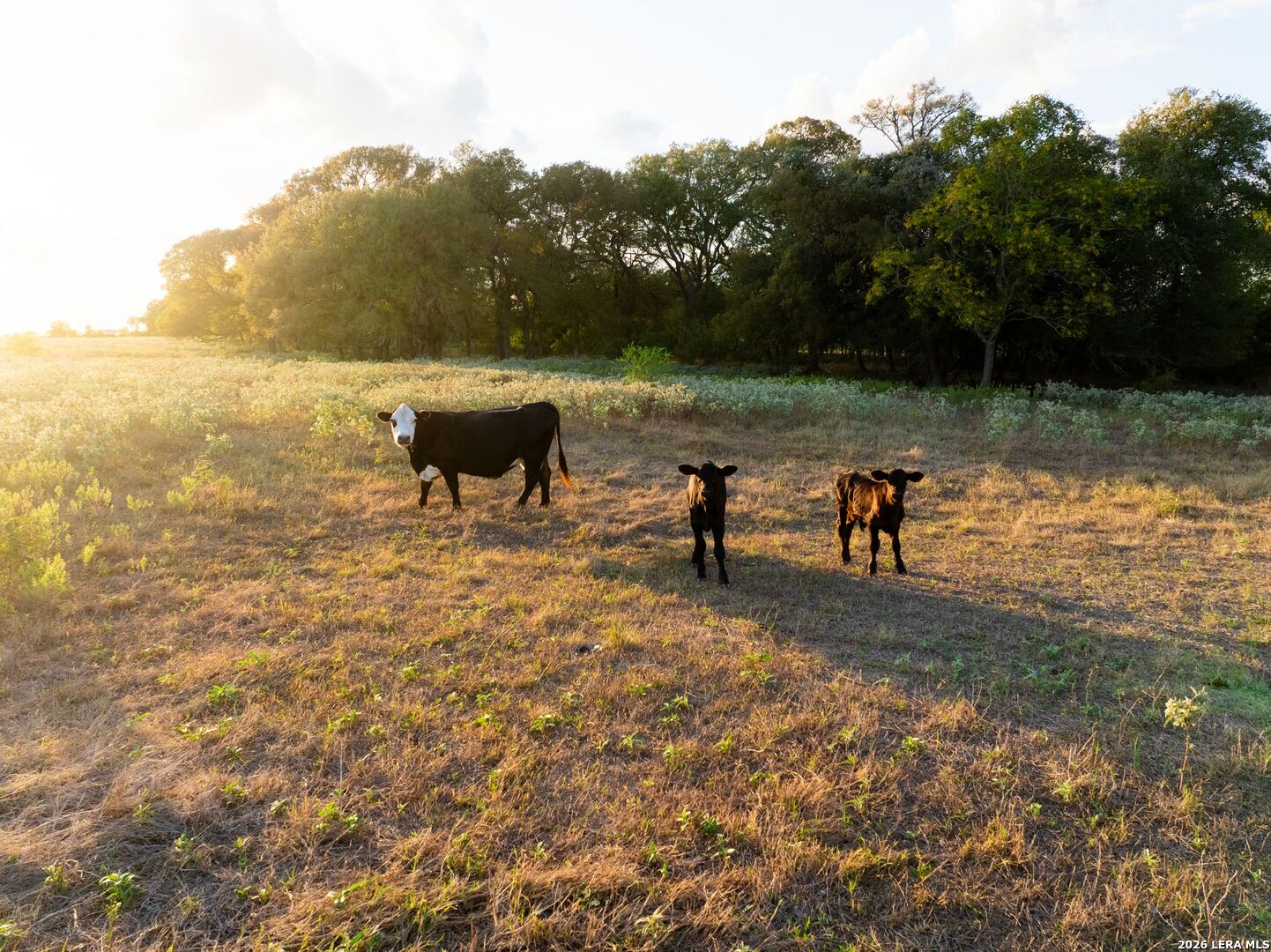 425 Seawillow Rd, Lockhart, TX 78644