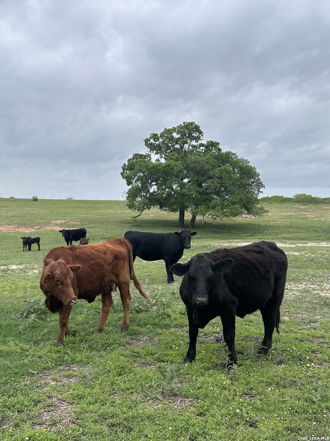 Property photo for TBD (TR 2) W GATES VALLEY RD, Poteet, TX