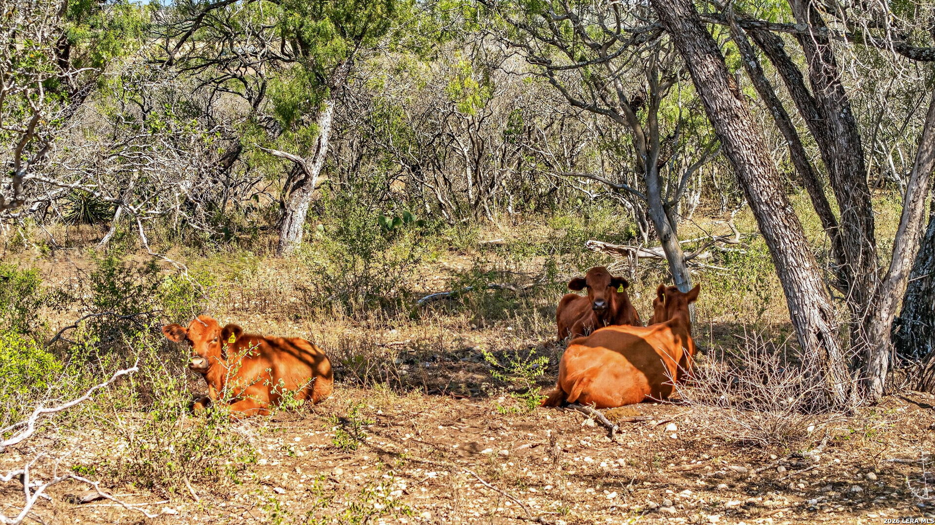 TBD County Road 4514, Devine, TX 78016