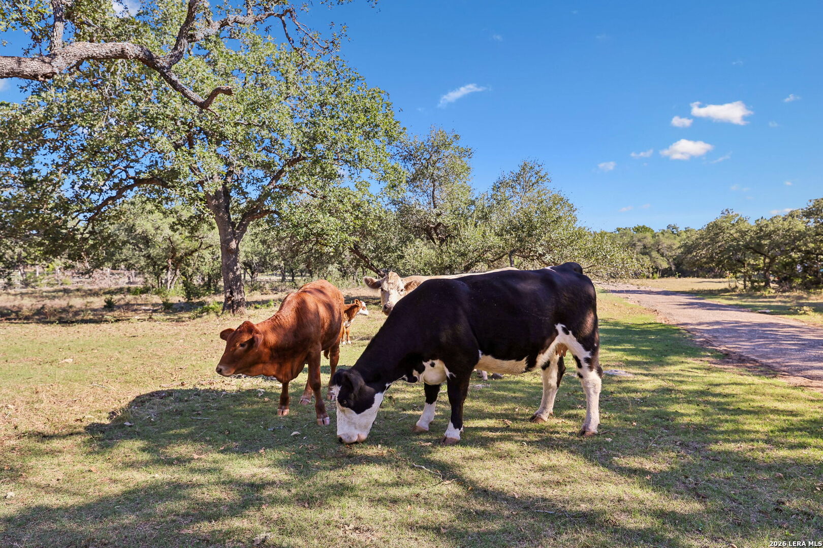 105 Dillard Lane, Bergheim, TX 78004